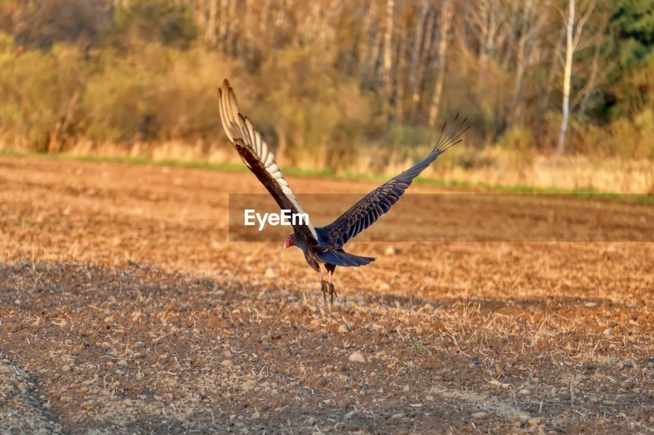 BIRD FLYING OVER A LAND