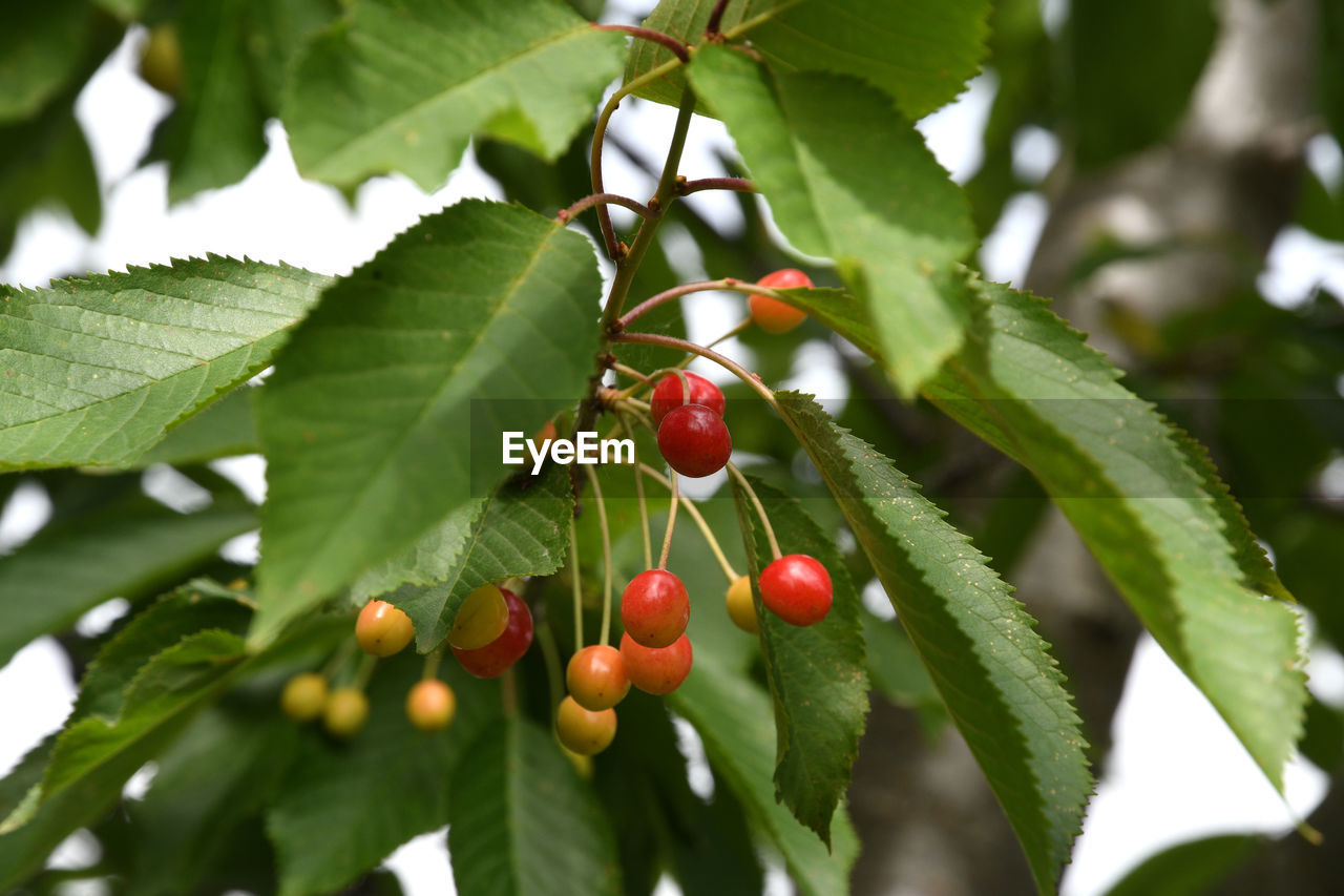 CLOSE-UP OF BERRIES ON TREE