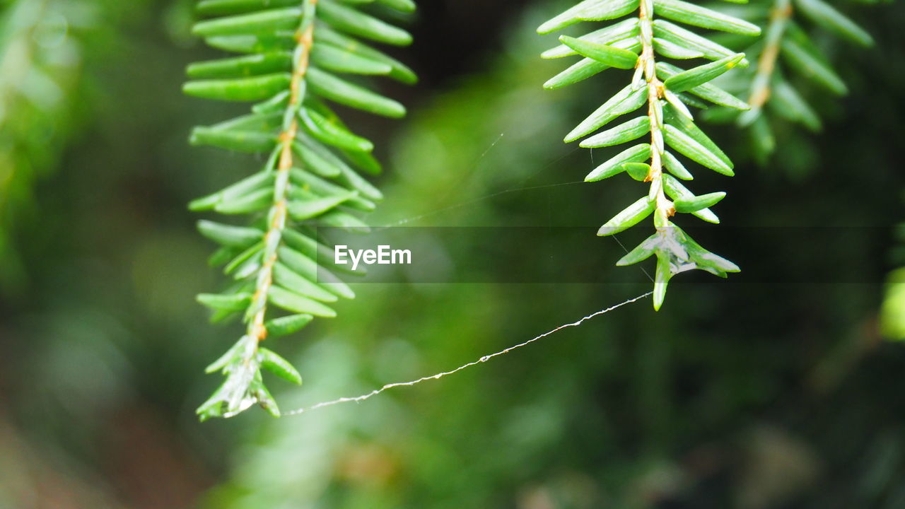 plant, green, tree, nature, leaf, plant part, close-up, growth, beauty in nature, branch, coniferous tree, no people, pinaceae, focus on foreground, flower, pine tree, outdoors, environment, land, day, plant stem, macro photography, freshness, selective focus, forest, tranquility, twig, social issues, spruce