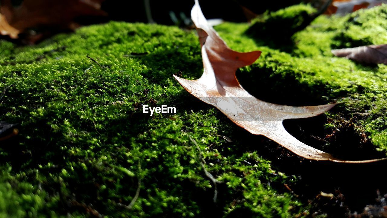 Close-up of autumn leaf on moss covered rock