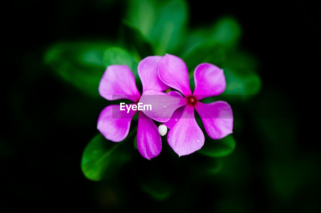 CLOSE-UP OF PINK FLOWERS BLOOMING