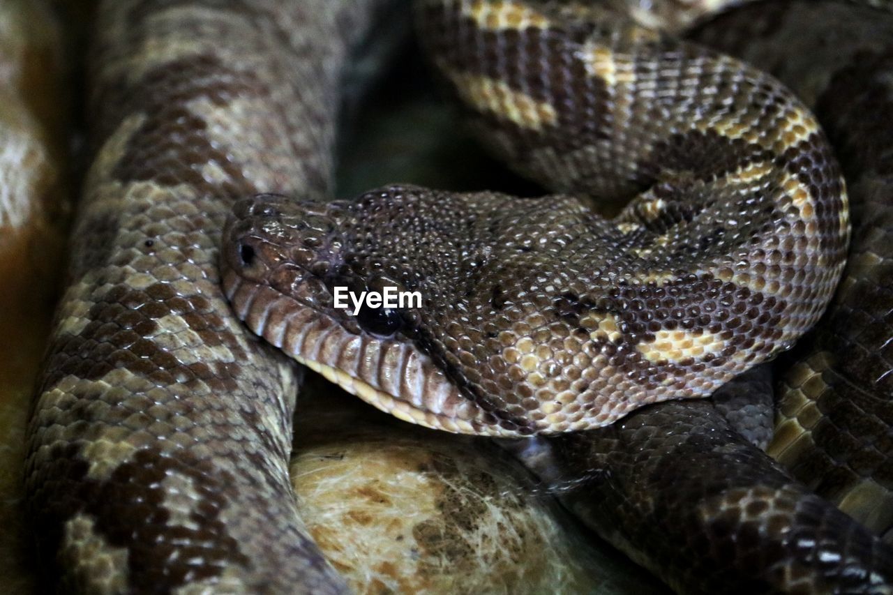 Close-up of a snake on tree