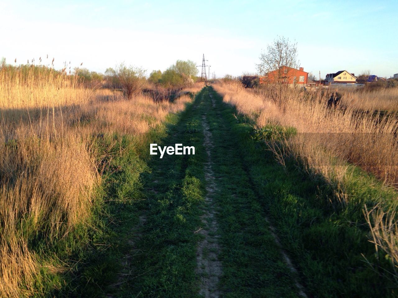 Scenic view of grassy field