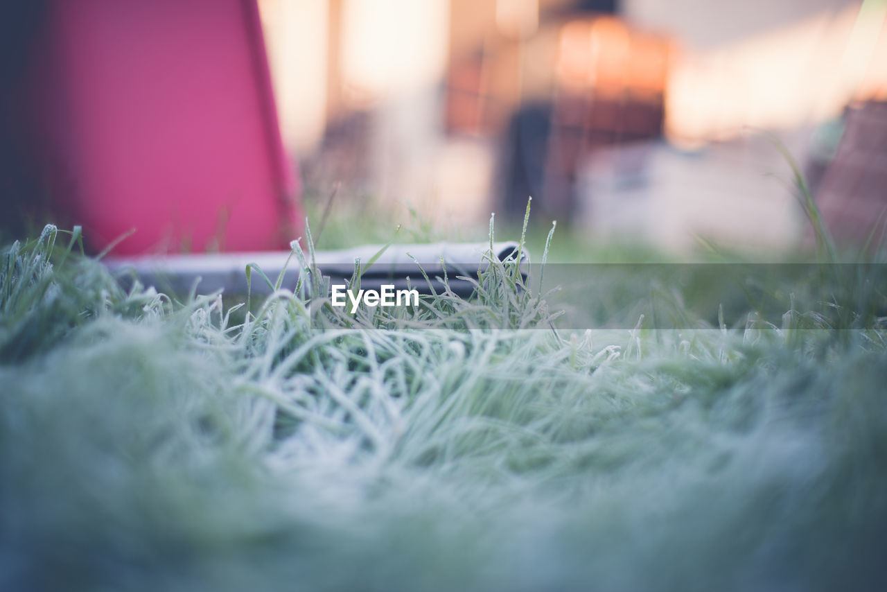 CLOSE UP OF GRASS IN SUNLIGHT