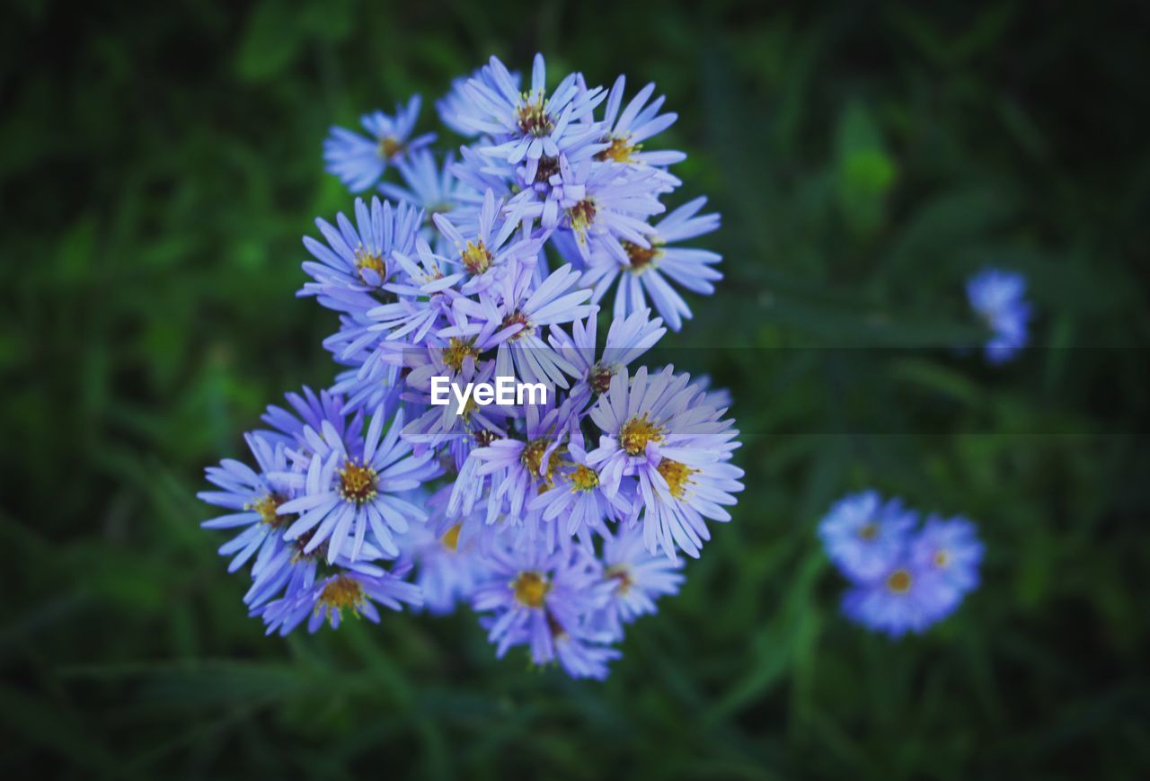 Close-up of purple flowering plant