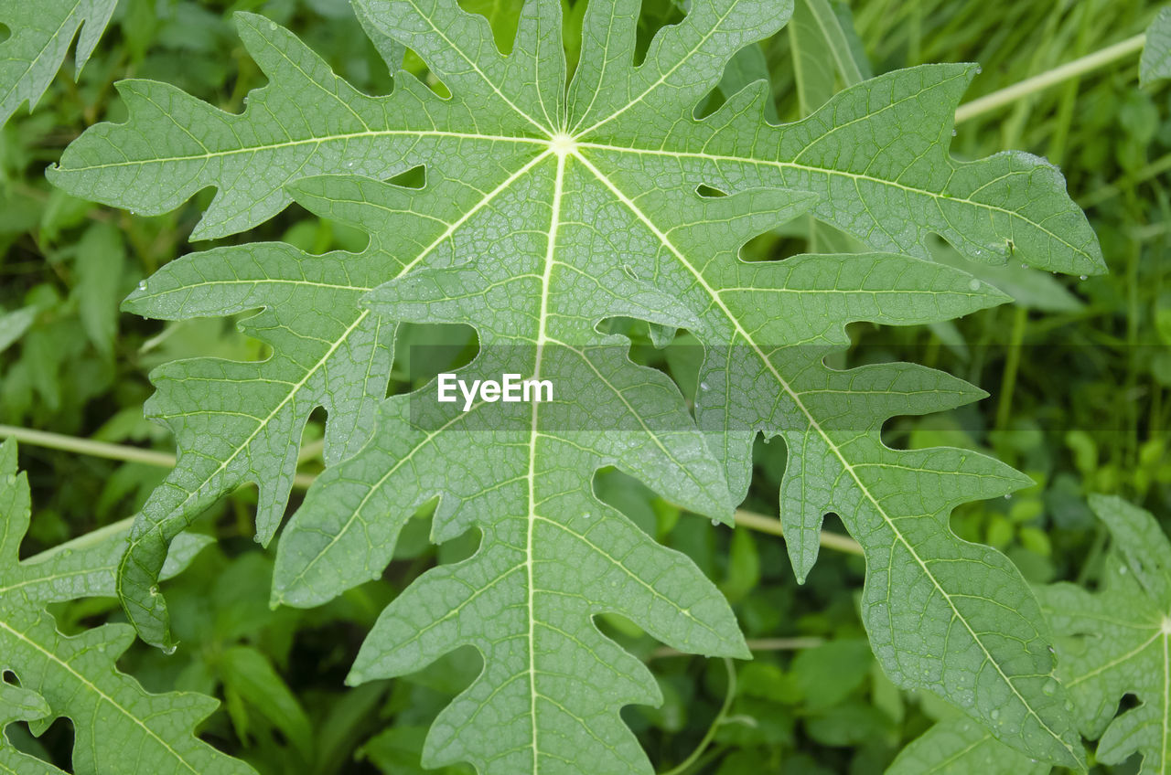 CLOSE-UP OF WET PLANT LEAVES