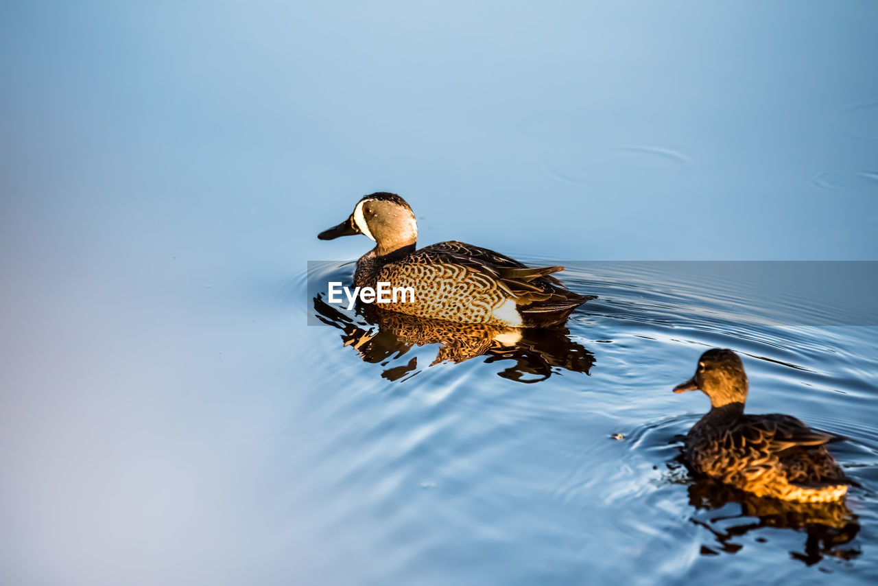 MALLARD DUCKS IN A LAKE