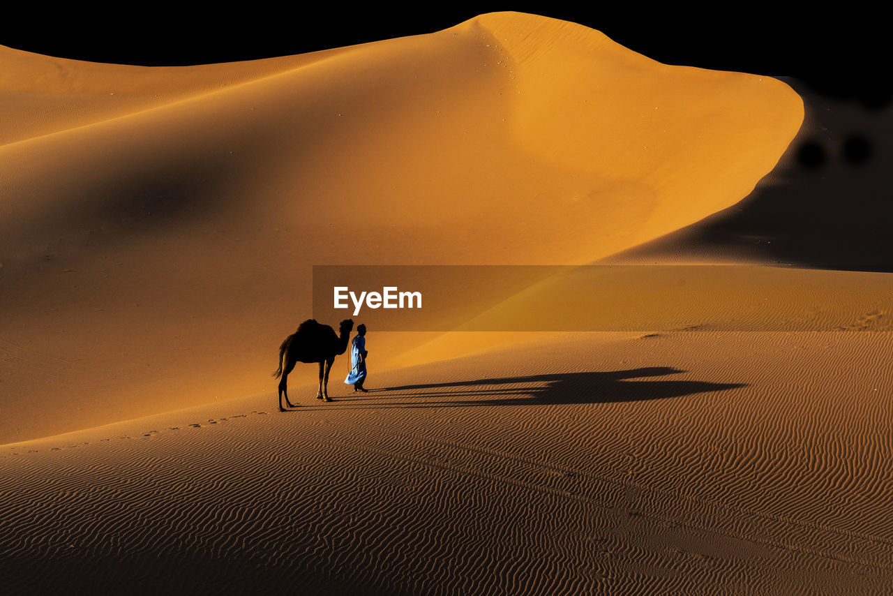 Man walking with camel on sand dune in desert
