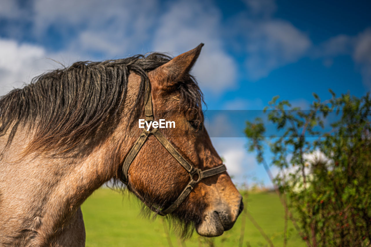 Close-up of a horse on field against sky