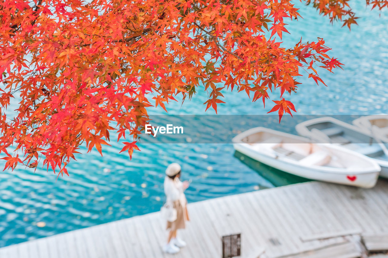 Tree against sea during autumn