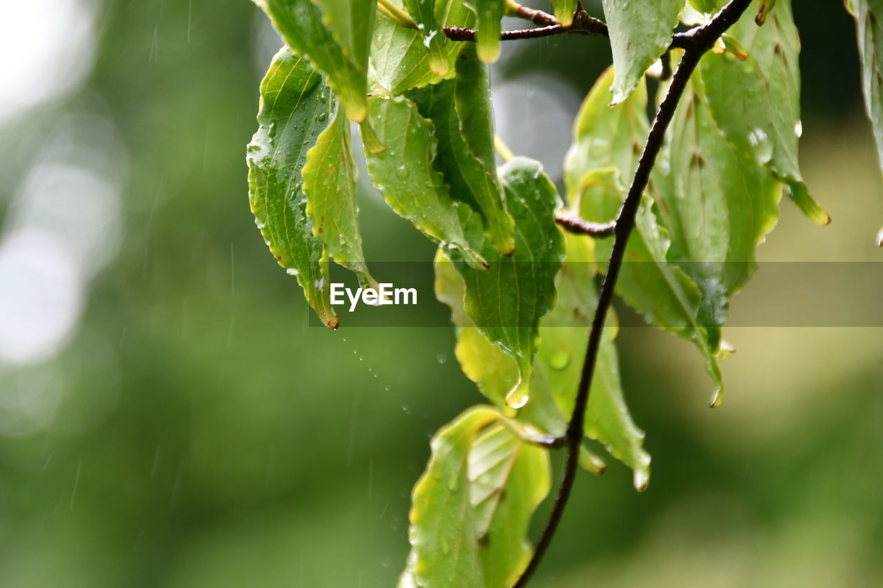 Close-up of wet plant leaves in rainy season