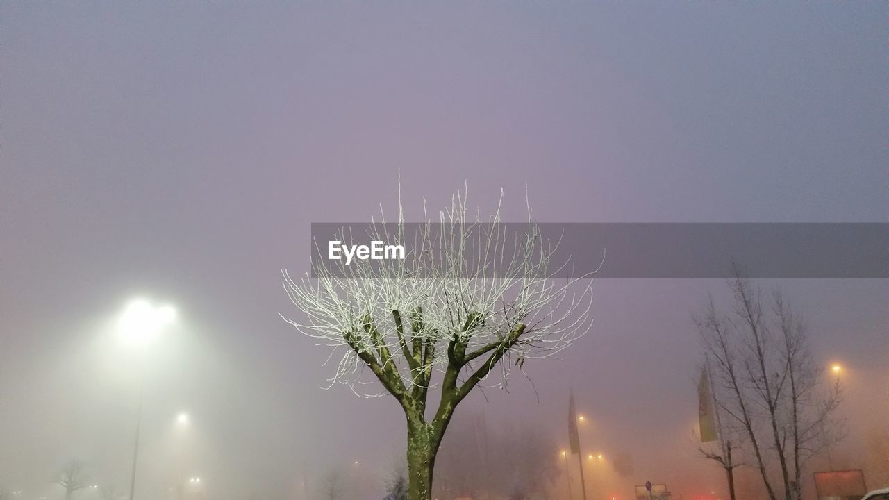 LOW ANGLE VIEW OF FLOWER TREE AGAINST SKY