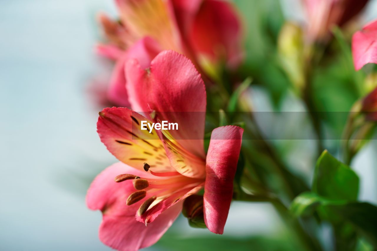 Close up view on bright red lilium flower