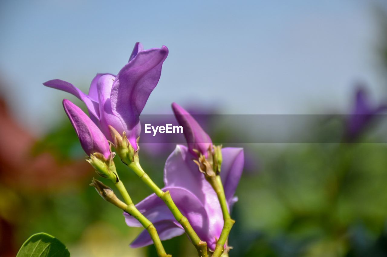 Close-up of pink flowering plant