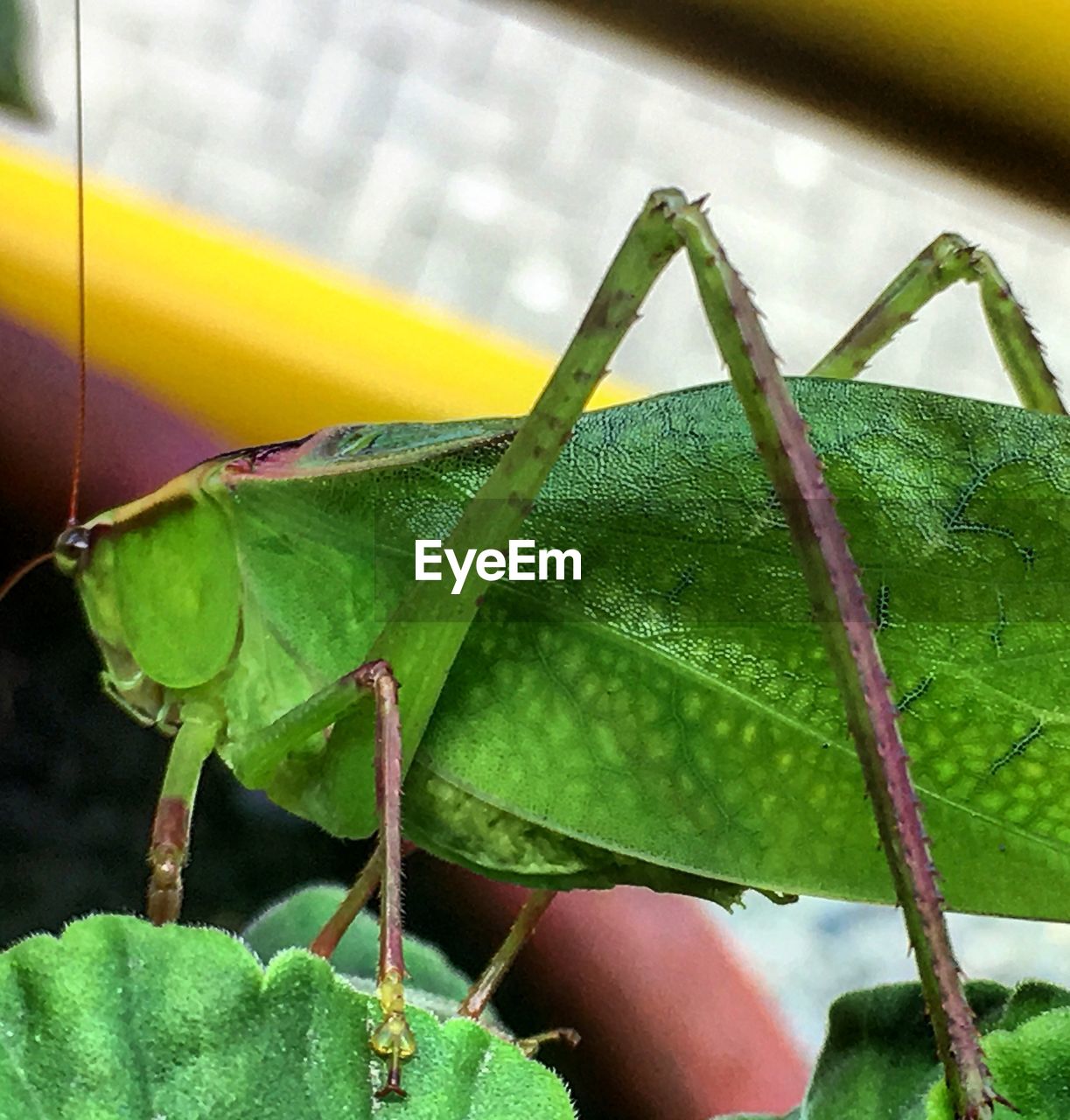 CLOSE-UP OF CATERPILLAR ON LEAF