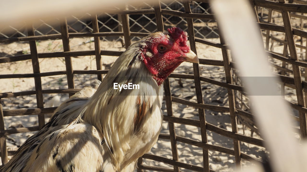 CLOSE-UP OF A ROOSTER