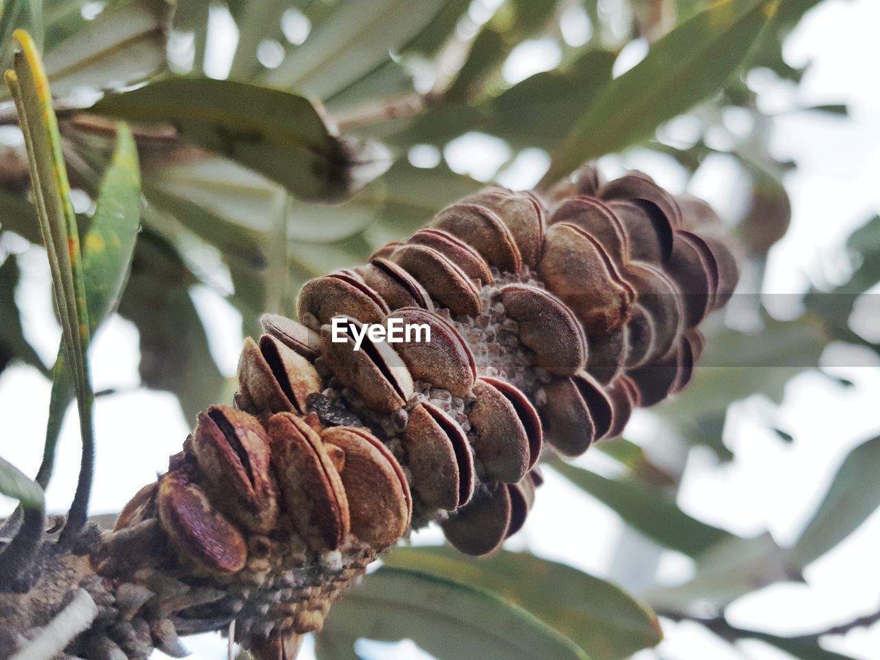 CLOSE-UP OF PINE CONES ON LEAVES