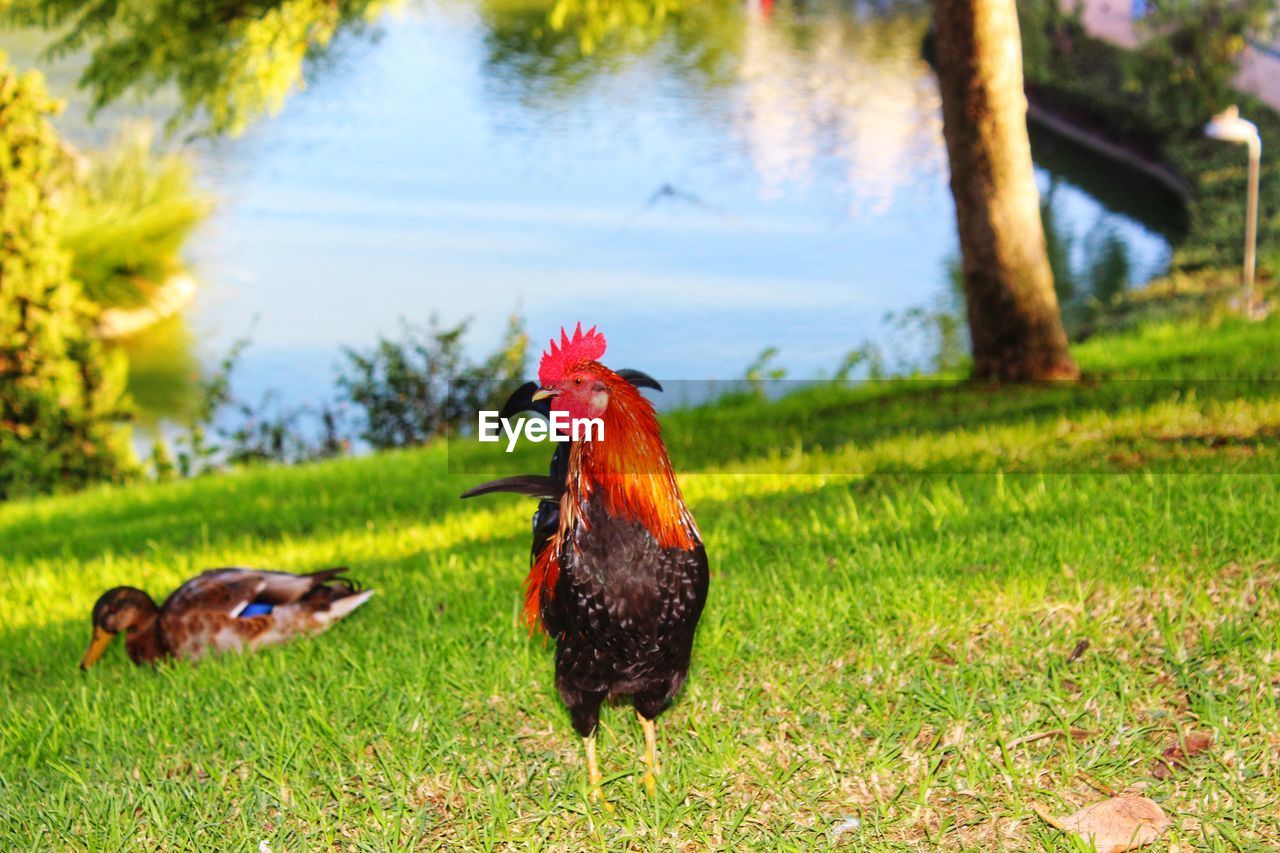 DUCKS ON GRASSY FIELD