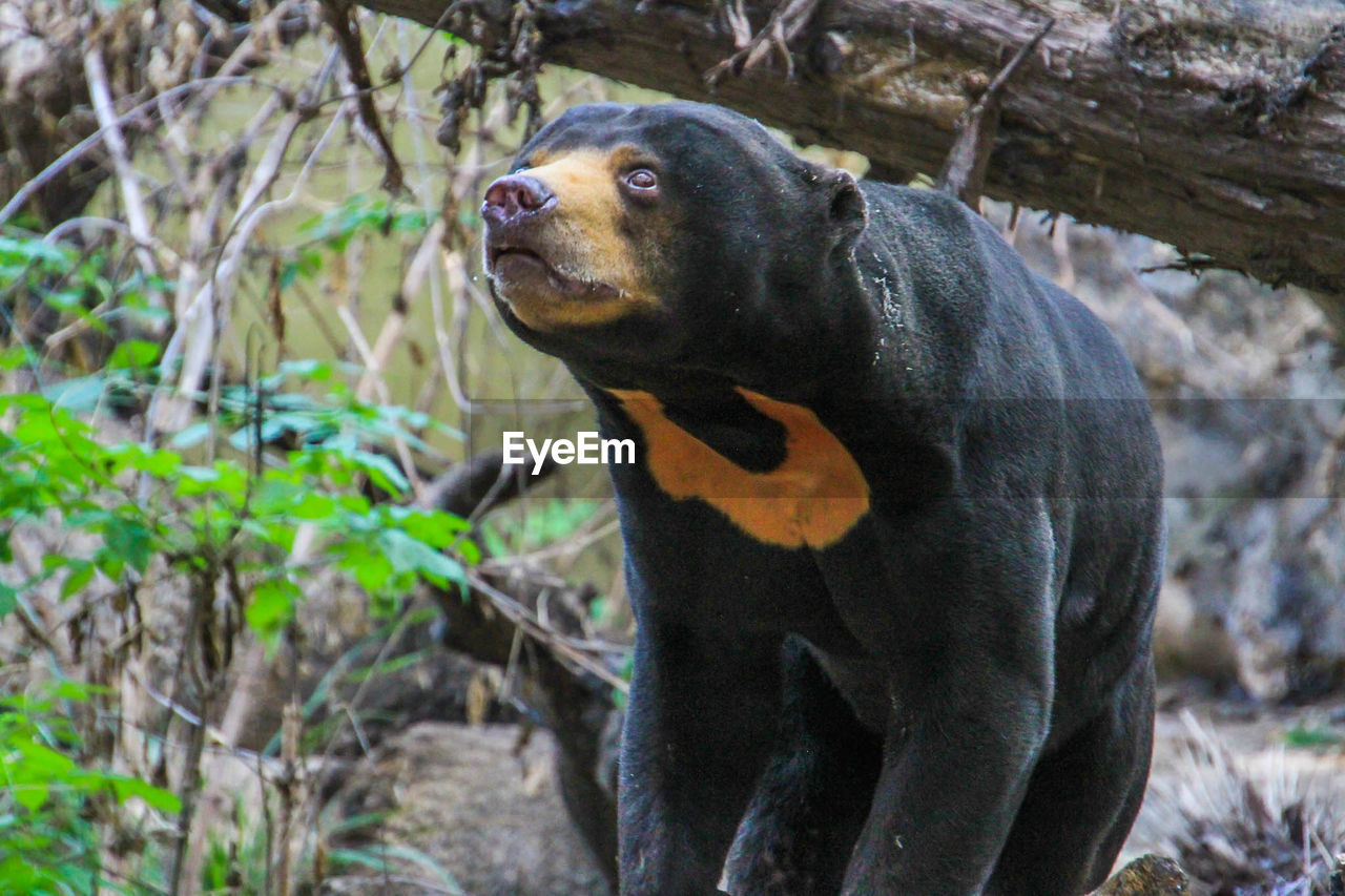 CLOSE-UP OF LION IN FOREST