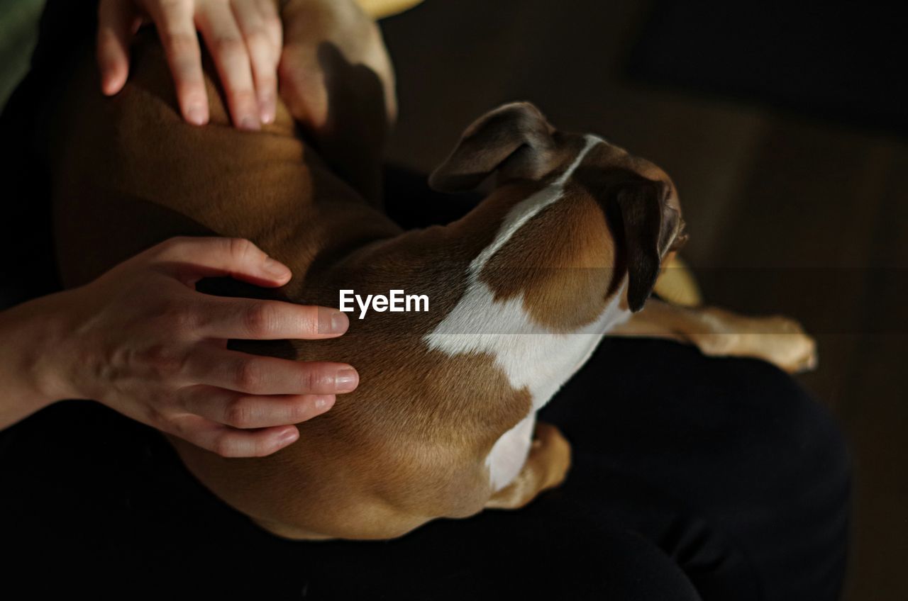 Dog sitting on a person holding him