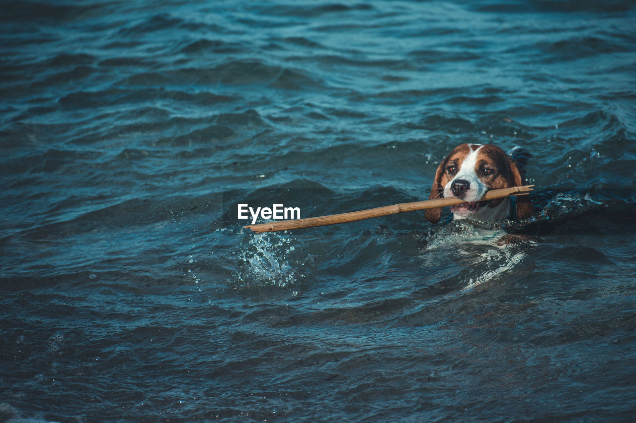 Portrait of dog swimming in sea