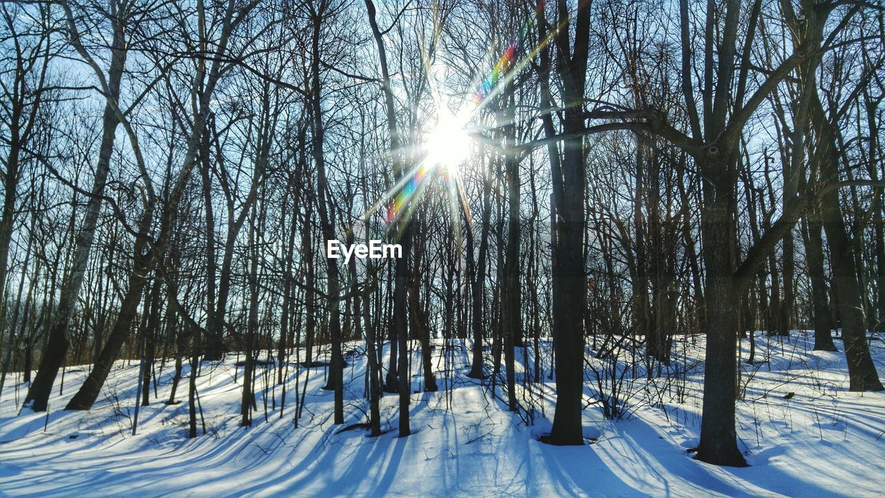 SNOW COVERED TREES IN FOREST