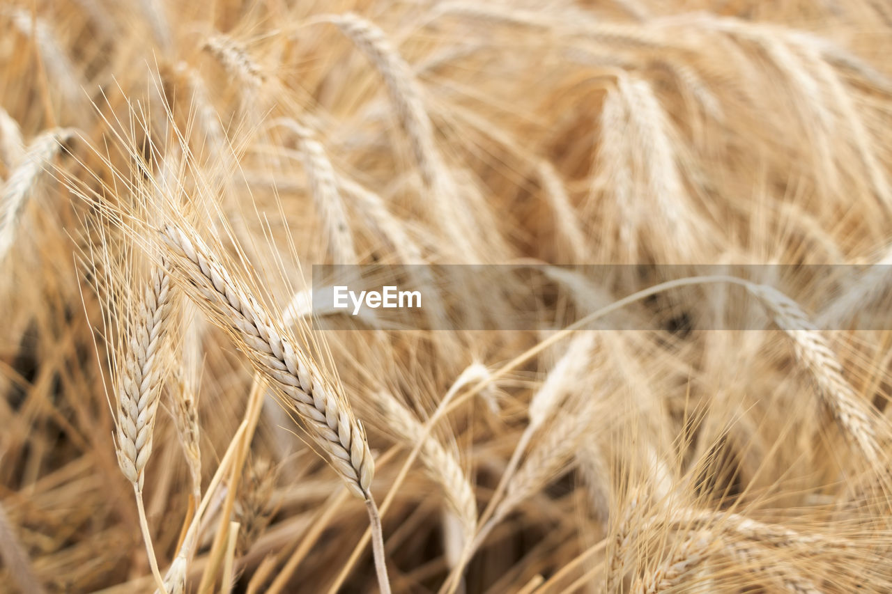 food, agriculture, crop, cereal plant, plant, rural scene, landscape, field, wheat, nature, farm, close-up, land, growth, gold, backgrounds, barley, food grain, summer, beauty in nature, rye, no people, food and drink, harvesting, seed, environment, extreme close-up, dry, brown, macro, ripe, outdoors, selective focus, plant stem, yellow, scenics - nature, focus on foreground, full frame