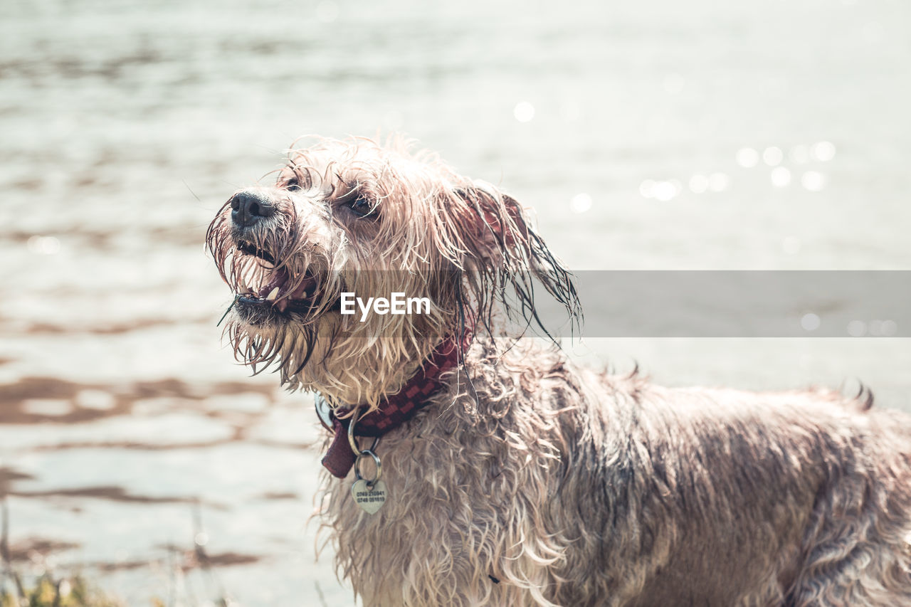 DOG LOOKING AWAY ON BEACH