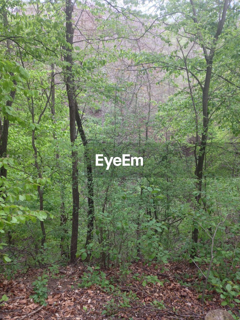 VIEW OF TREES IN FOREST