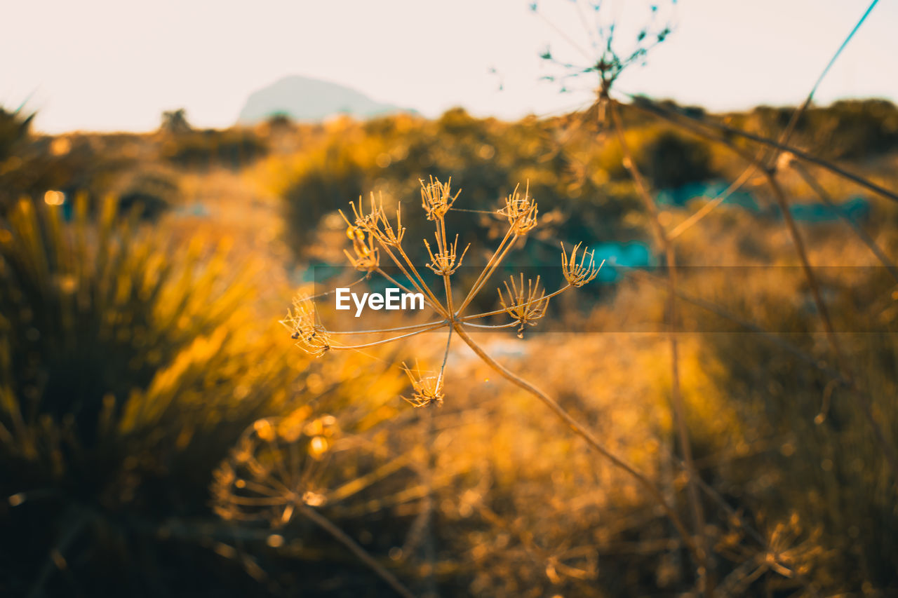 Close-up of flowering plant on field during sunset