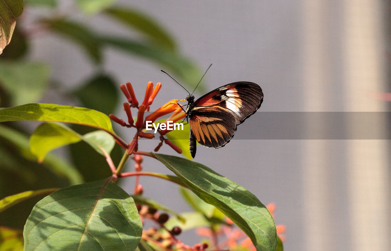 Piano key butterfly heliconius melpomene insects in a garden.