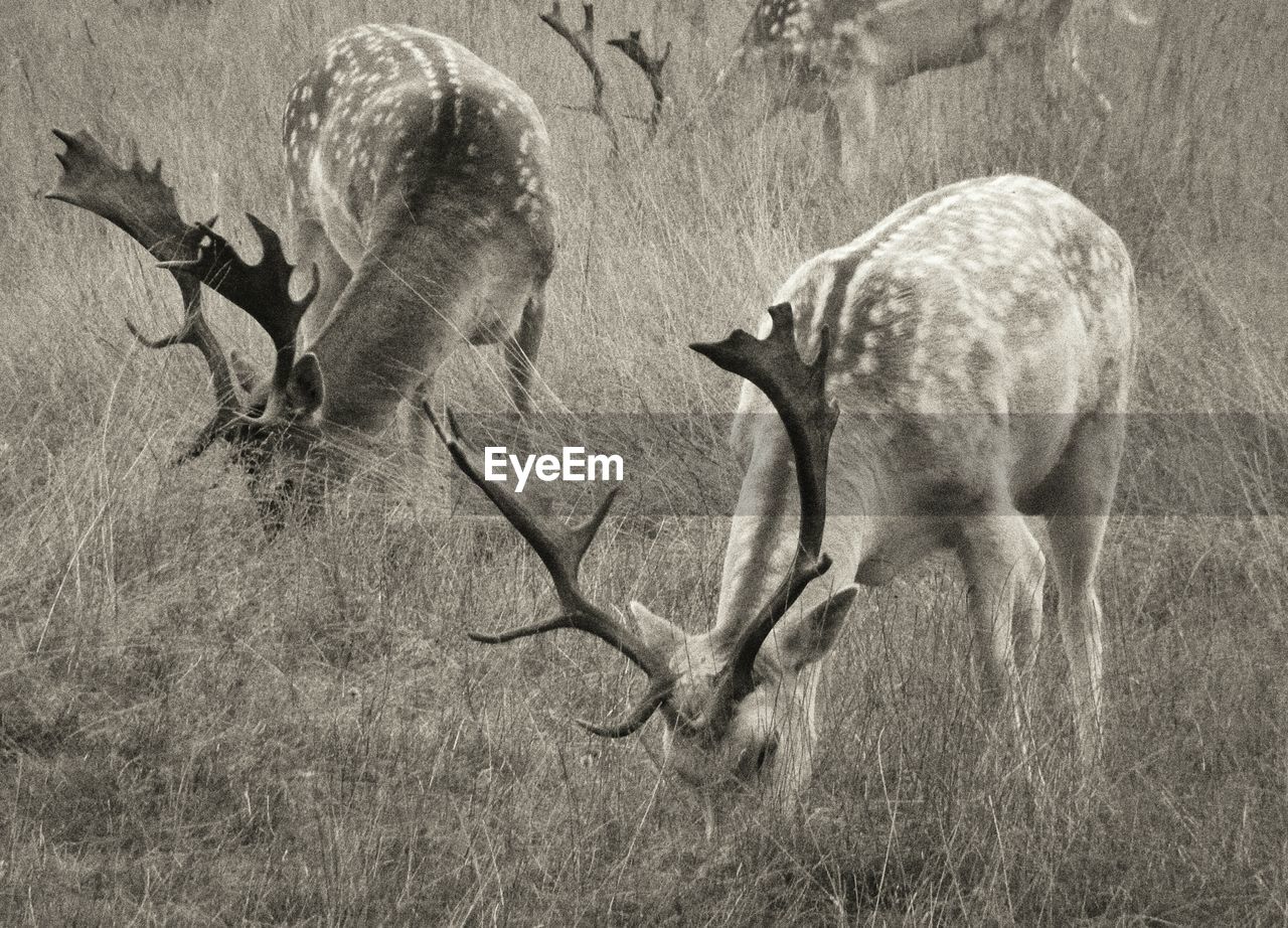 Deer grazing in grassy field