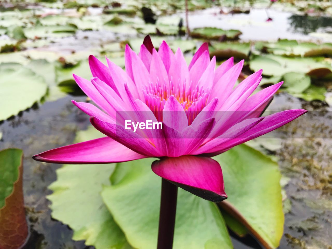 CLOSE-UP OF PINK WATER LILY BLOOMING