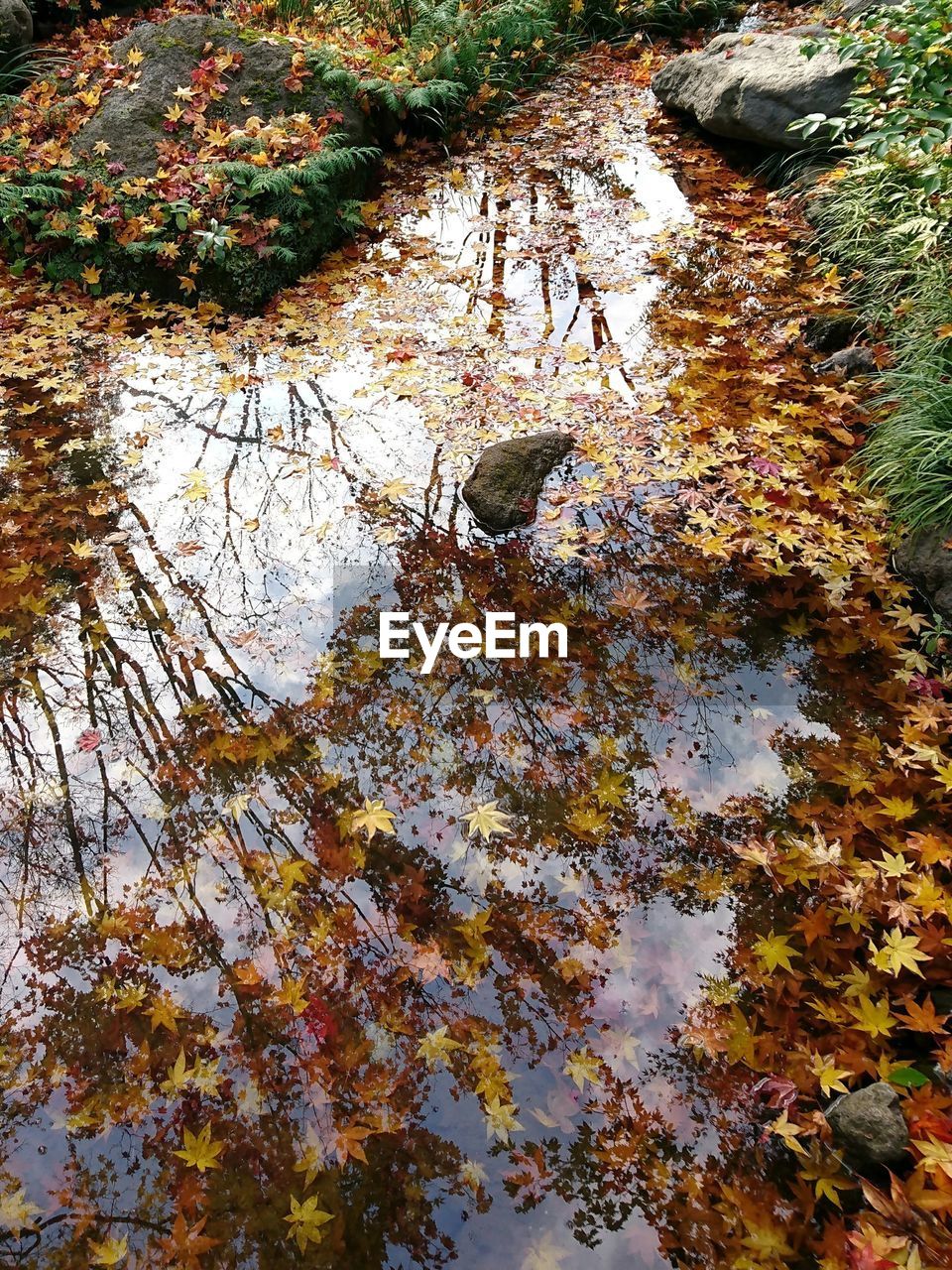 HIGH ANGLE VIEW OF BIRD PERCHING ON TREE IN LAKE