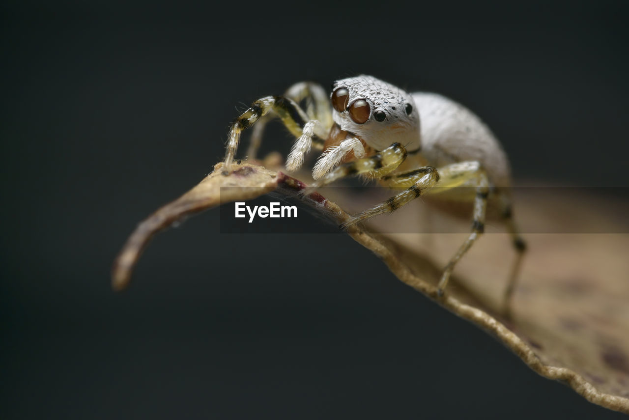 Close-up of spider