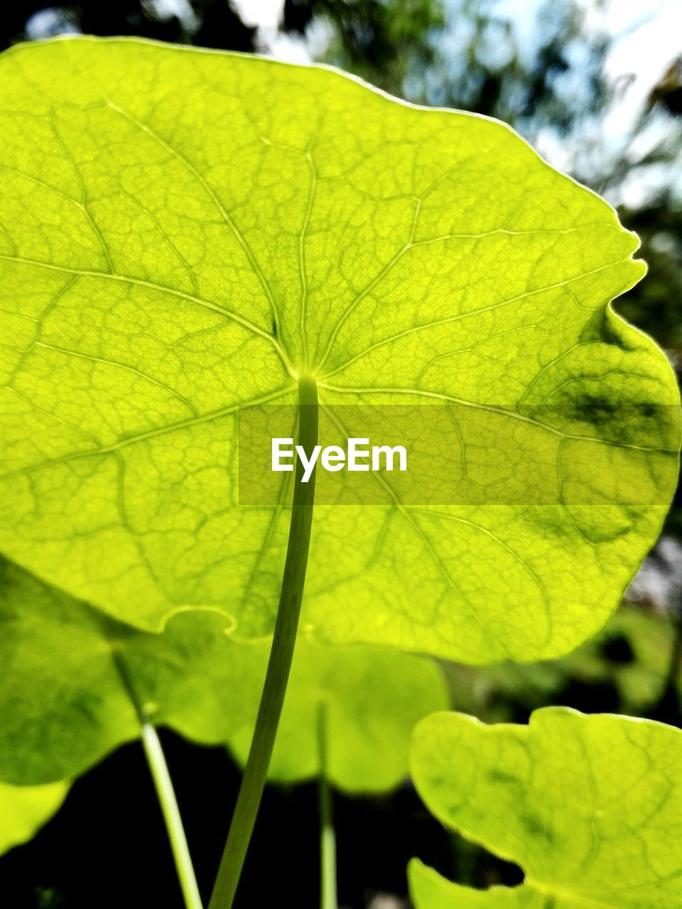 CLOSE-UP OF FRESH GREEN PLANT