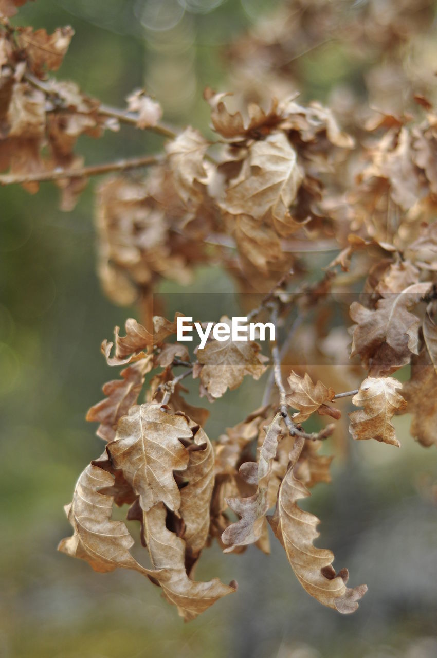 plant, tree, branch, leaf, autumn, nature, flower, spring, close-up, beauty in nature, dry, twig, focus on foreground, no people, plant part, macro photography, growth, day, outdoors, produce, fragility, blossom, selective focus, food, tranquility, brown, food and drink, flowering plant, land