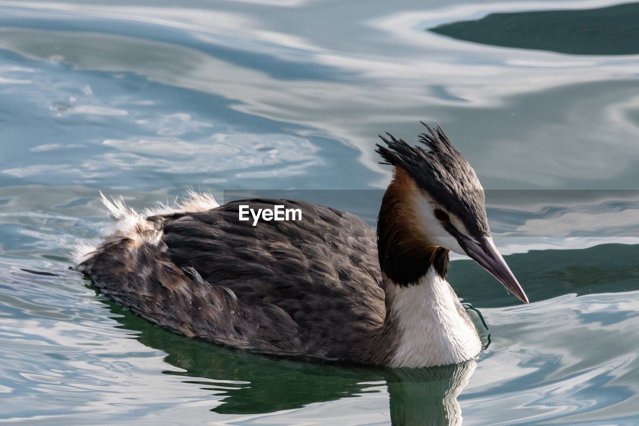 Close-up of duck swimming in lake