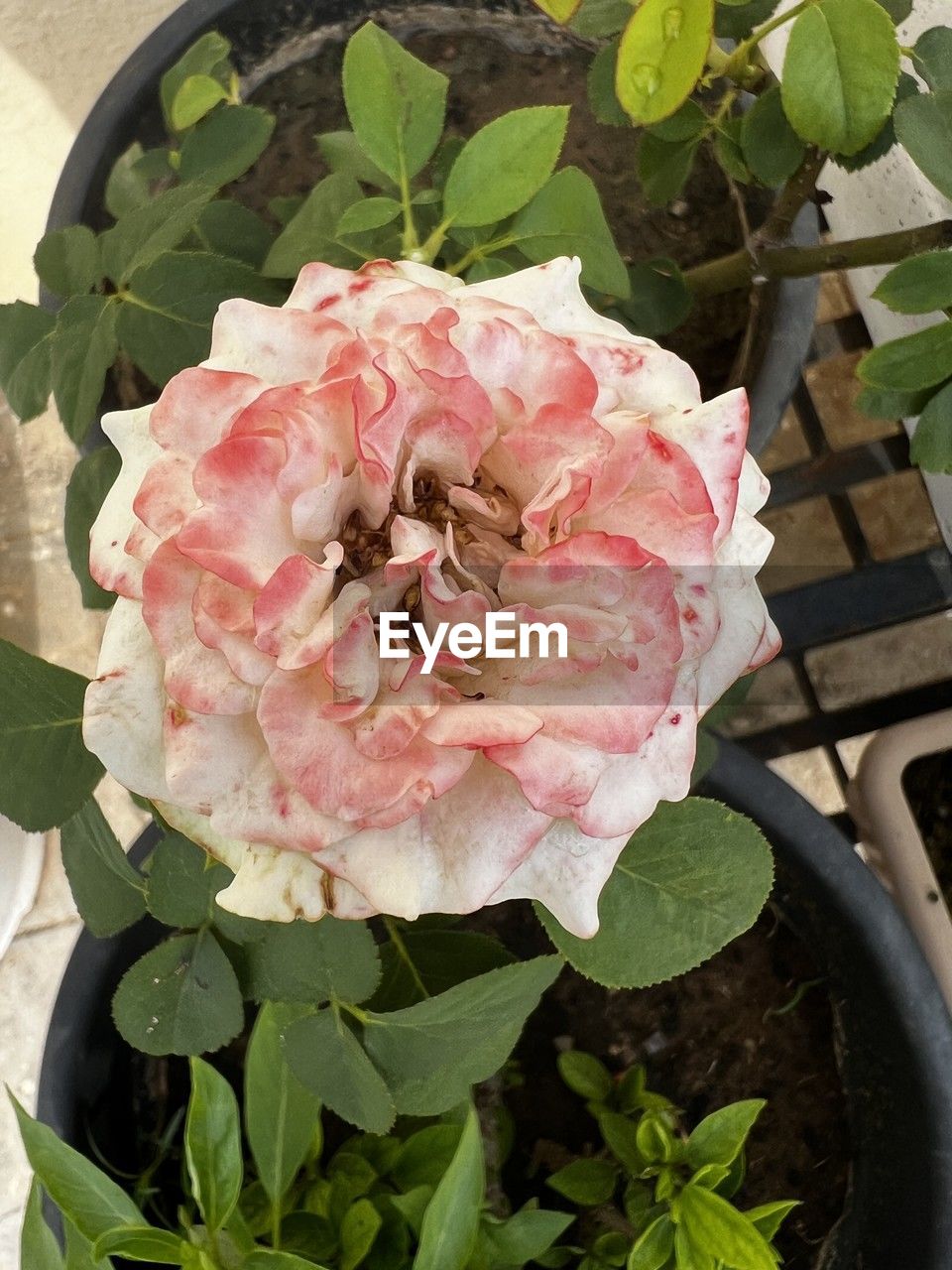 flower, plant, leaf, plant part, pink, nature, flowering plant, freshness, beauty in nature, growth, high angle view, petal, no people, close-up, inflorescence, flower head, fragility, outdoors, day, rose