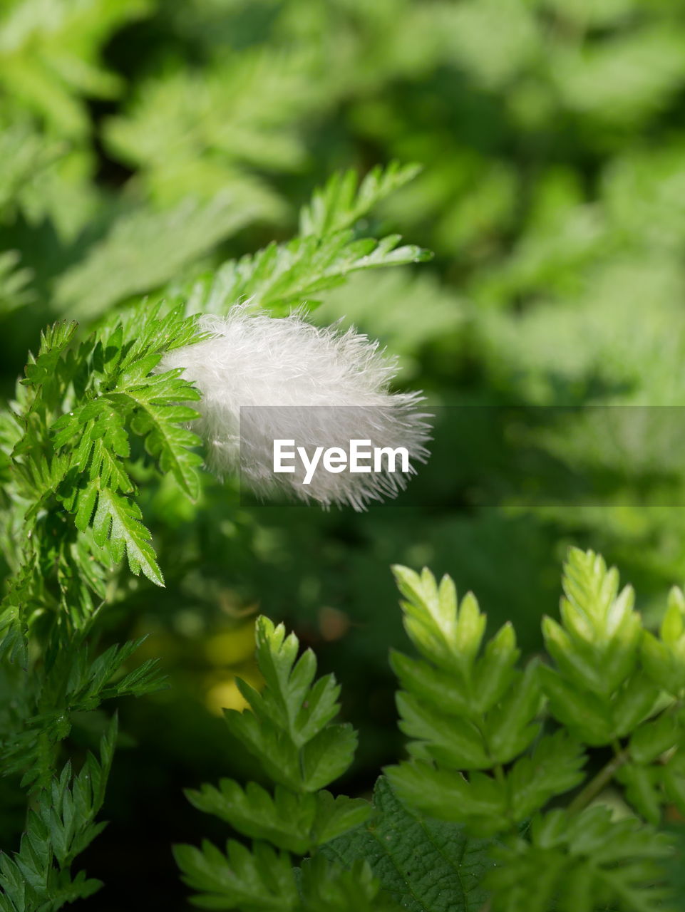 Close-up of white dandelion flower