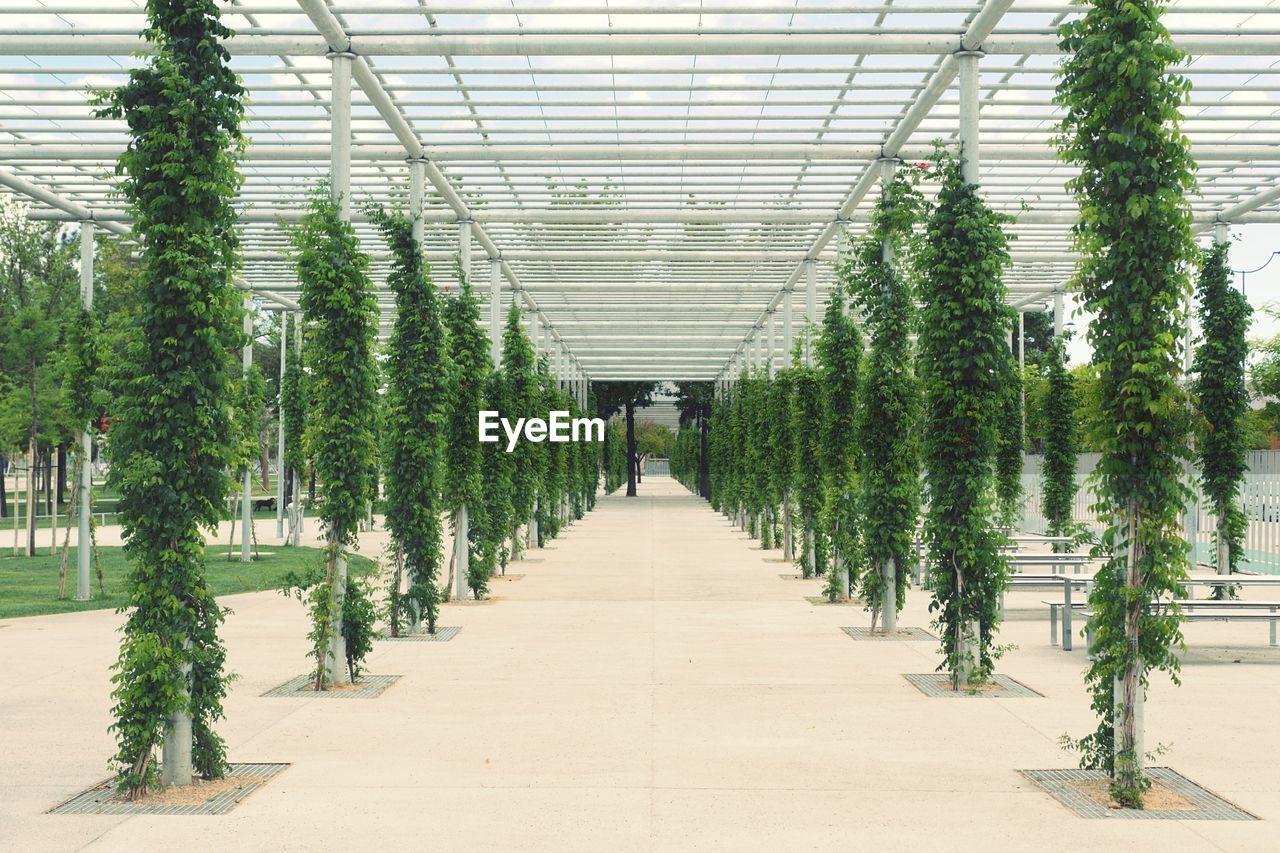 VIEW OF PLANTS GROWING IN GREENHOUSE AT SUNNY DAY