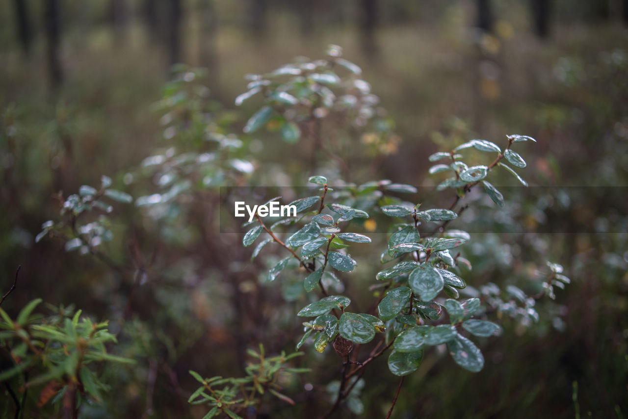 Close-up of plant against blurred background