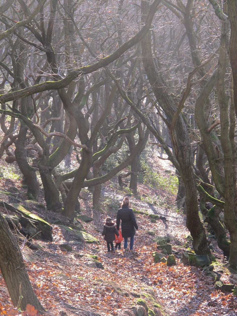 REAR VIEW OF MAN WALKING ON TREE