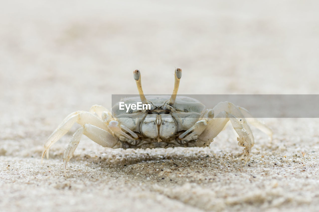 Litter white crab on sandy beach	
