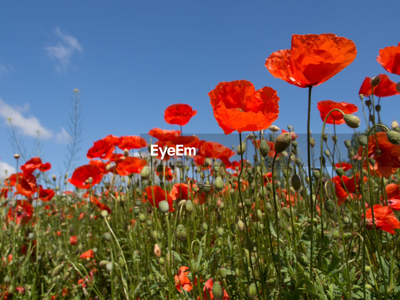 Close-up of poppies blooming on field against sky