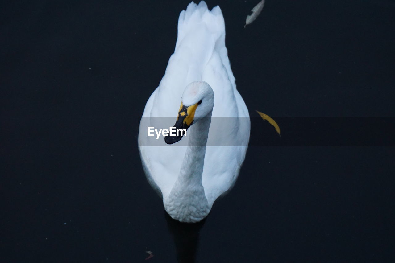 White swan swimming in lake