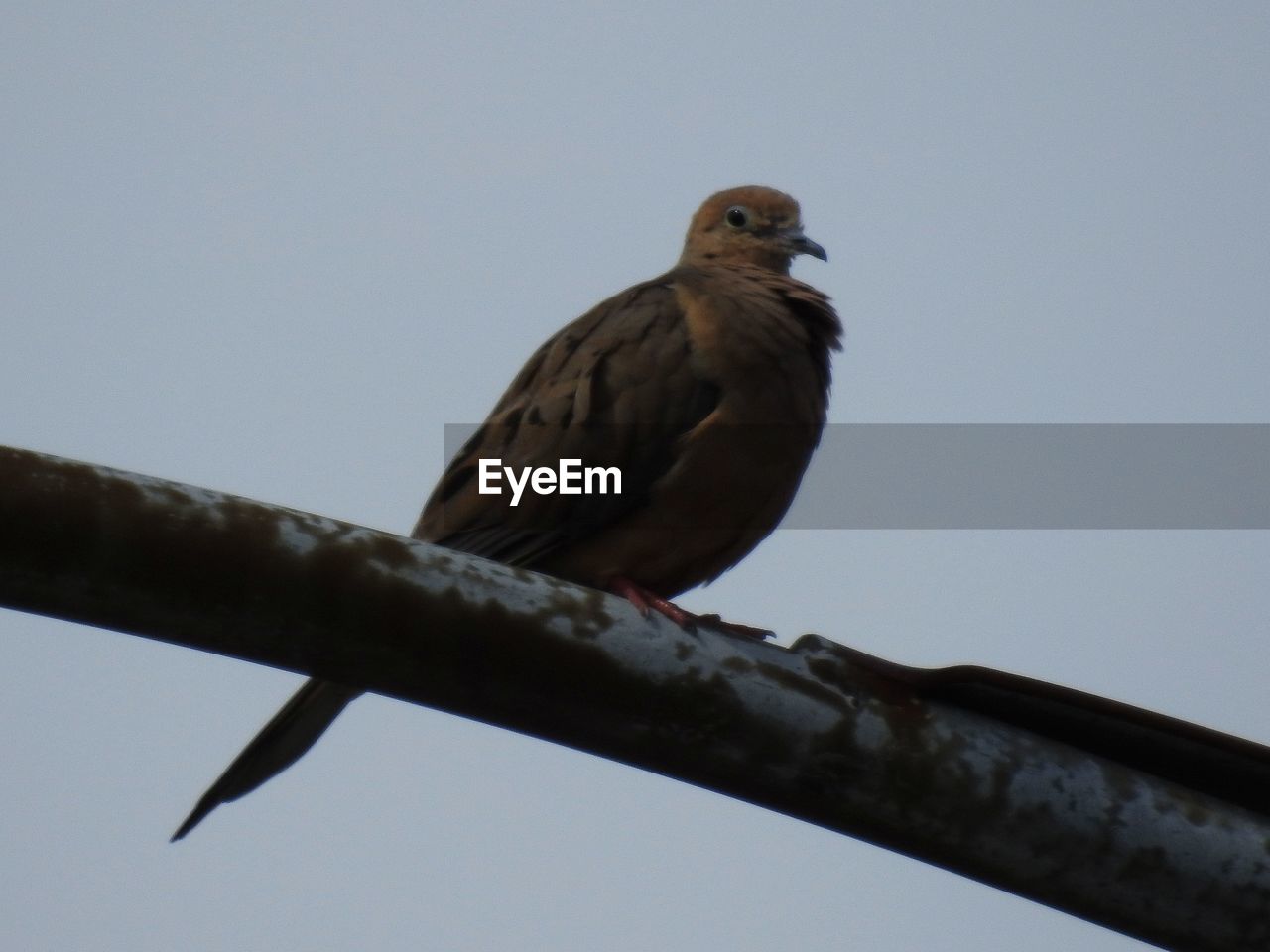 CLOSE-UP OF BIRD PERCHING ON BRANCH