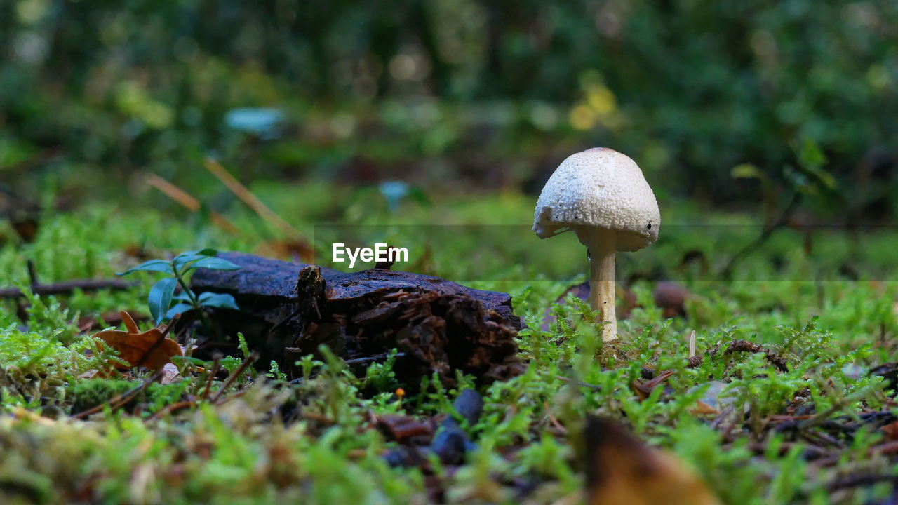 CLOSE-UP OF MUSHROOM ON FIELD IN FOREST