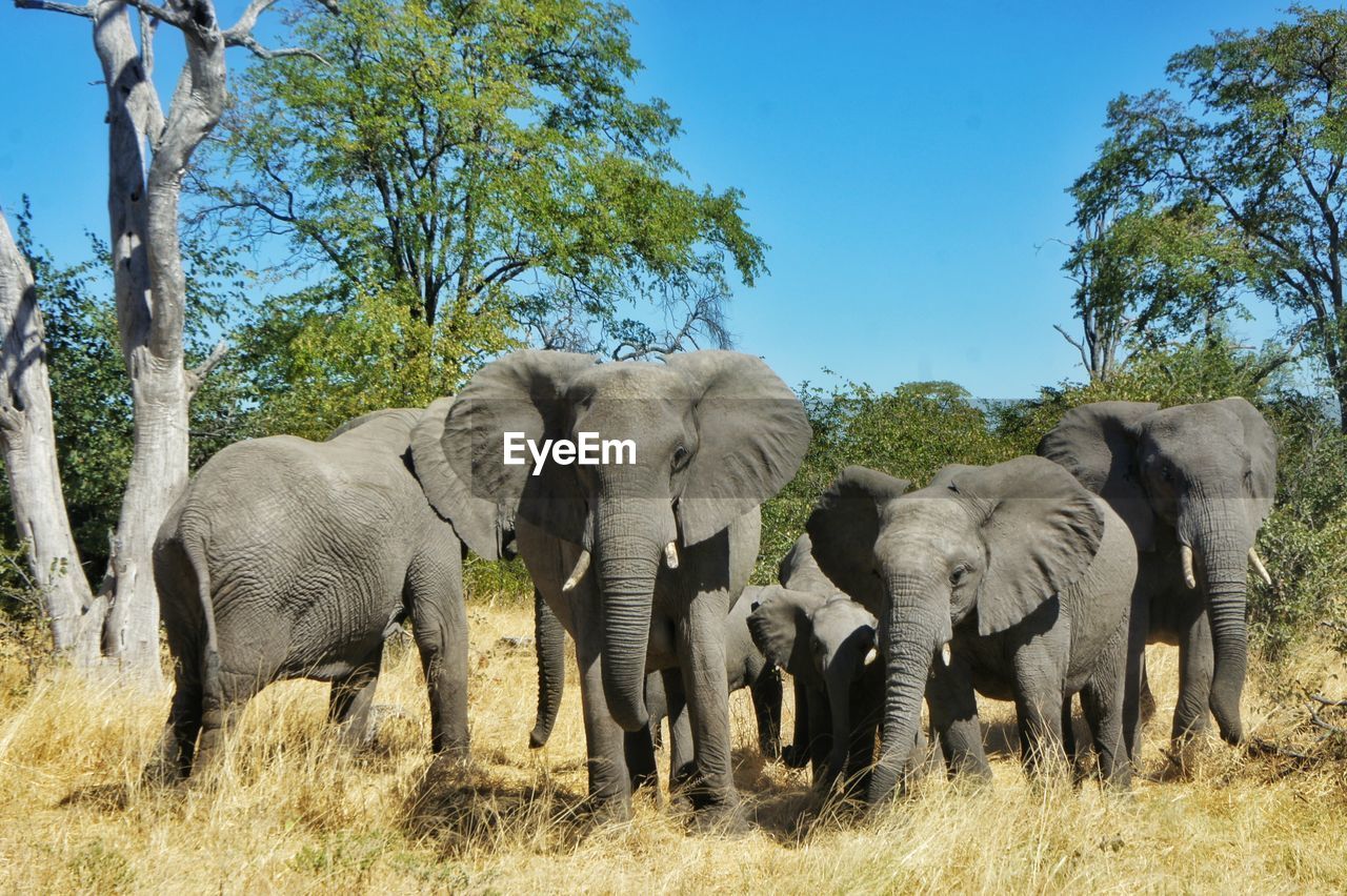 Elephants on grassy field against blue sky