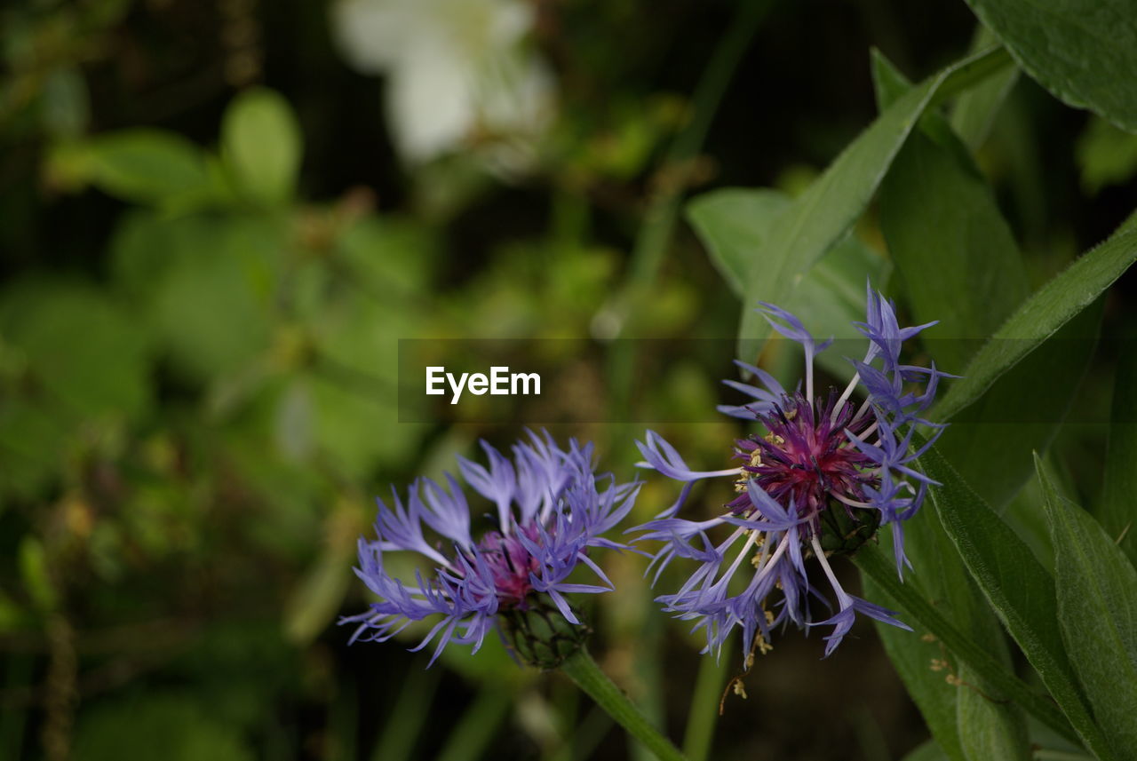 Close-up of purple flowering plant